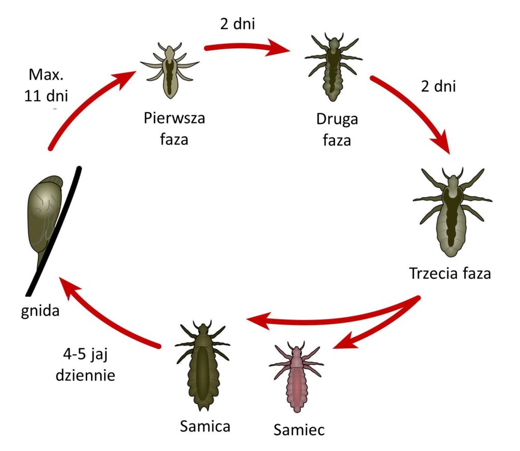 czy po zastosowaniu szampon na wszy zabija gnidy