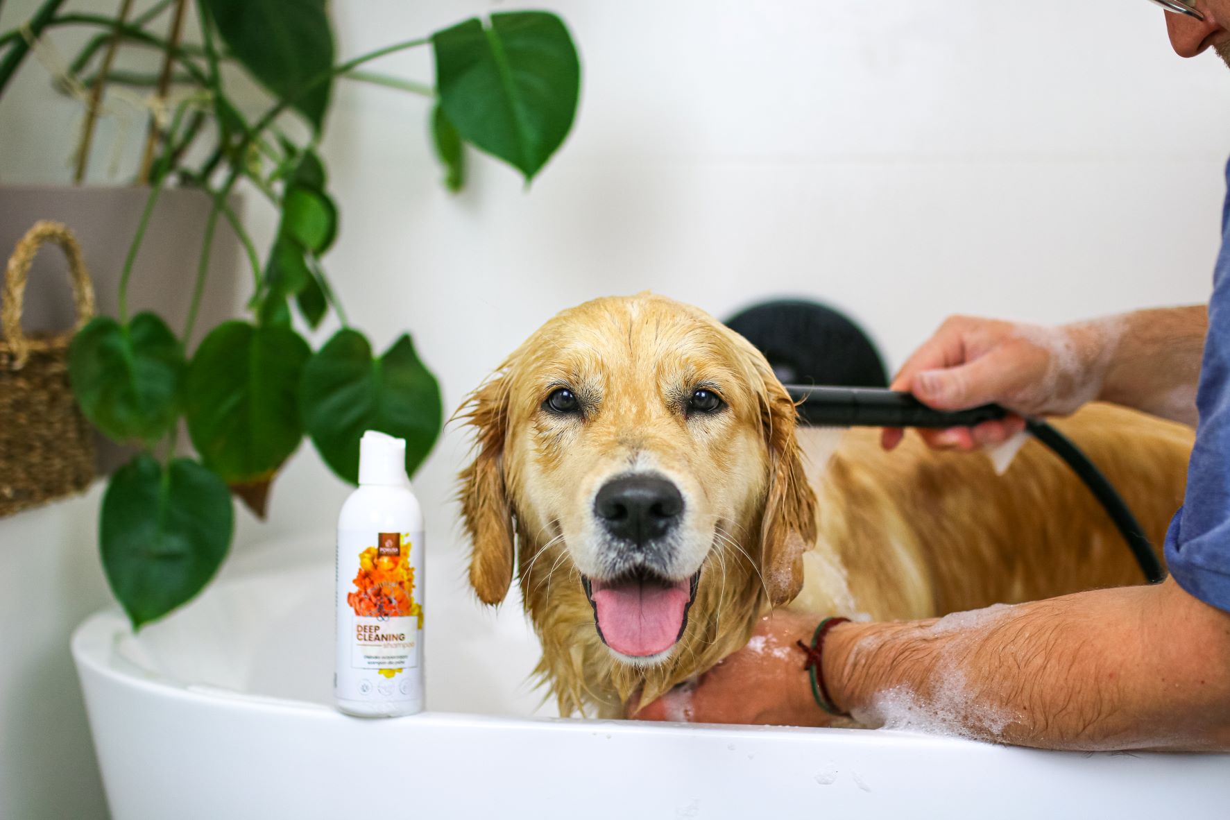 szampon dla szczeniąt golden retriver