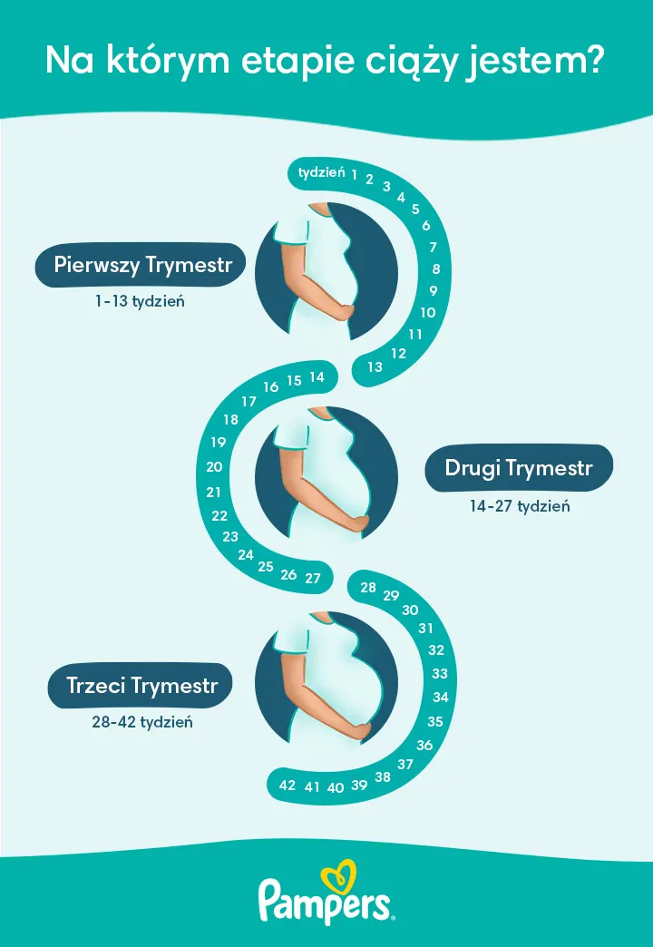 który tydzień ciąży kalkulator pampers