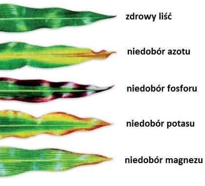 dolistne odżywianie pieluchy