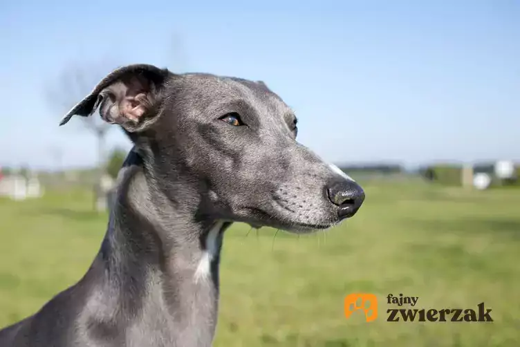 whippet cieczka pieluchy