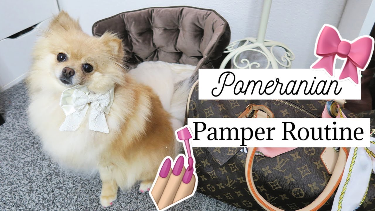 pommeranian pampering