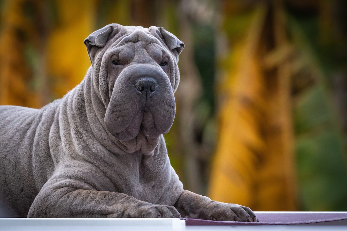 szampon dla shar pei