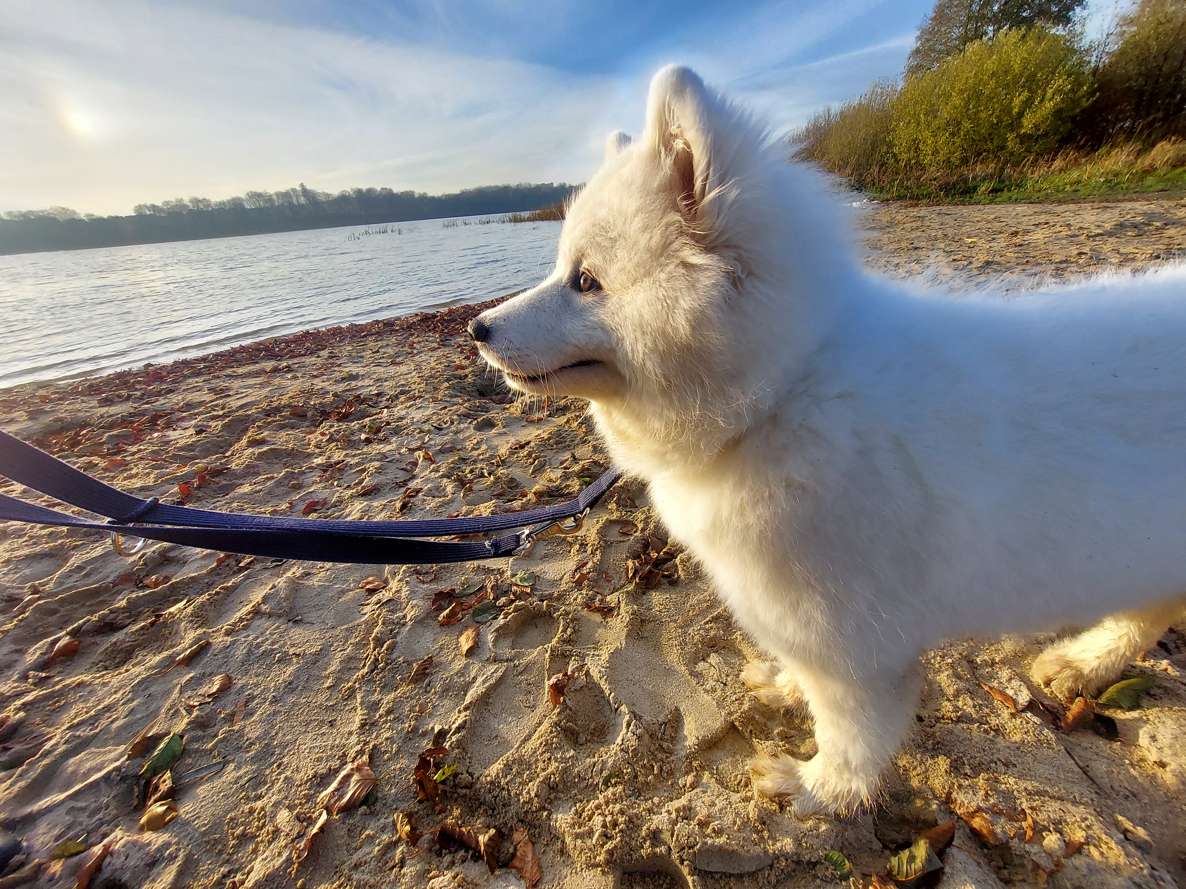 samoyed jaki szampon moze dla dzieci