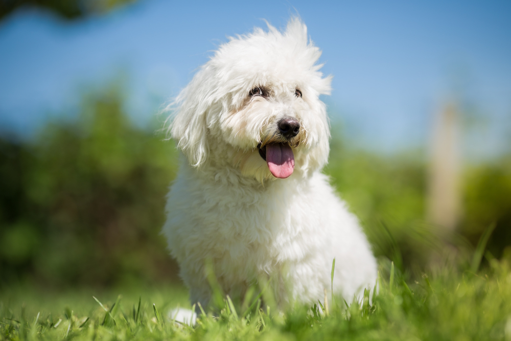 jaki szampon dla coton de tulear