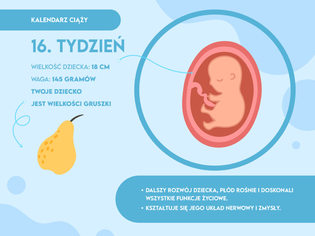 pampers kalendarz ciazy 16 tydzien