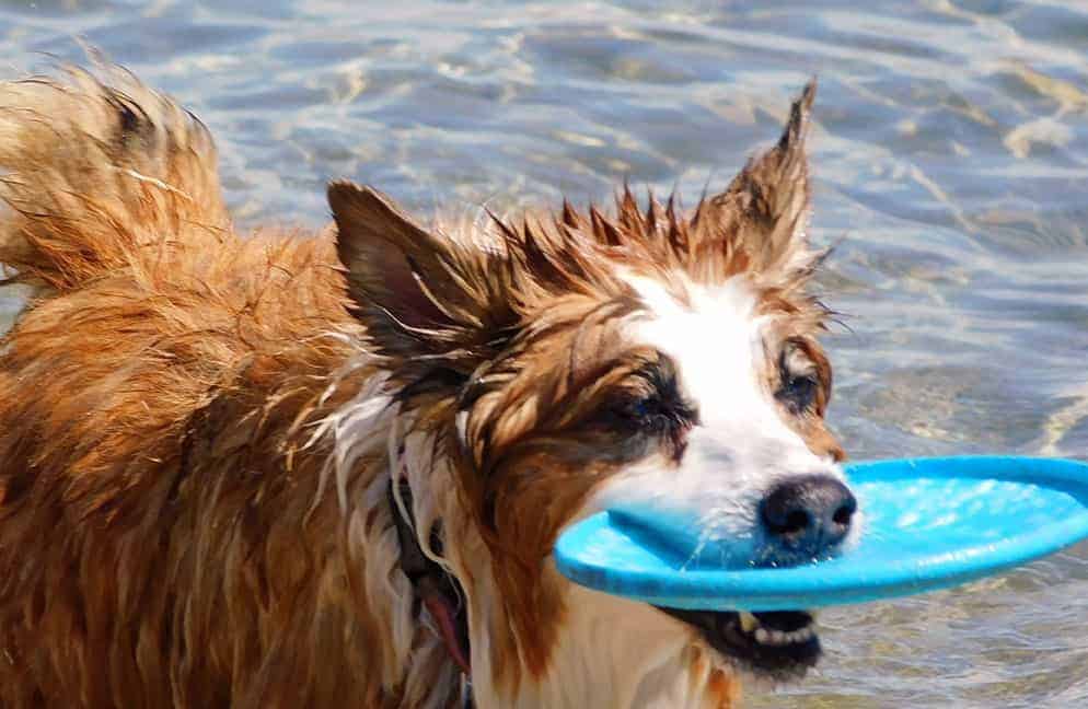 szampon dla psa border collie