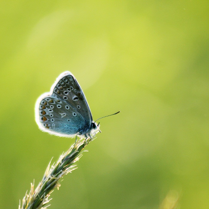 Little butterfly