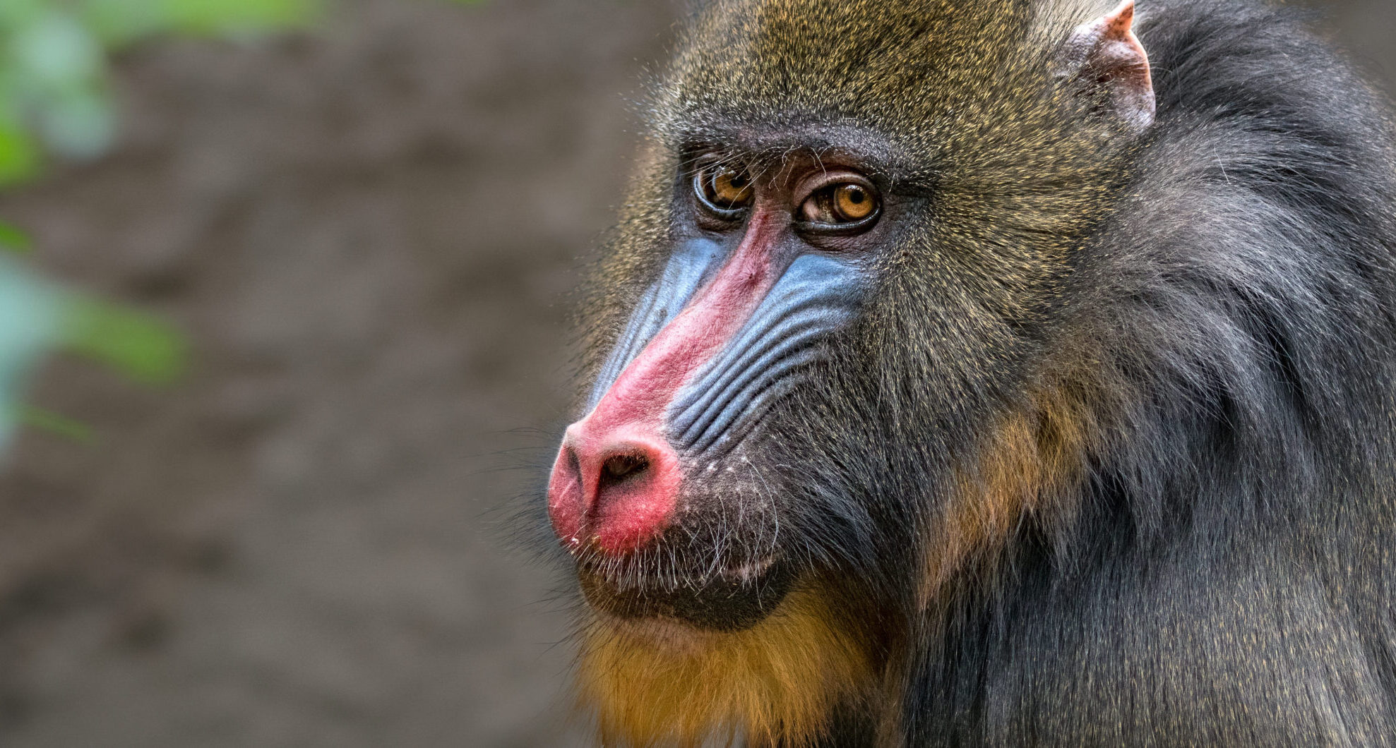 baboon