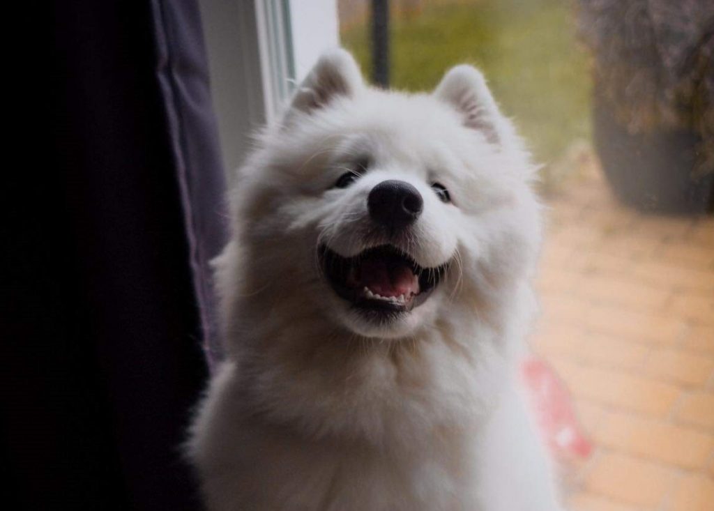 samoyed jaki szampon moze dla dzieci