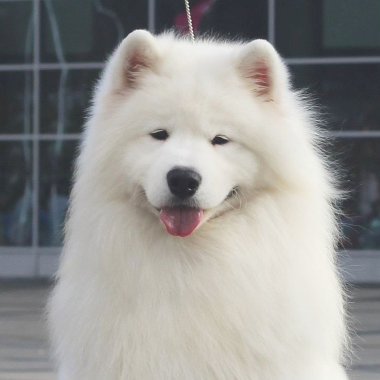 samoyed jaki szampon