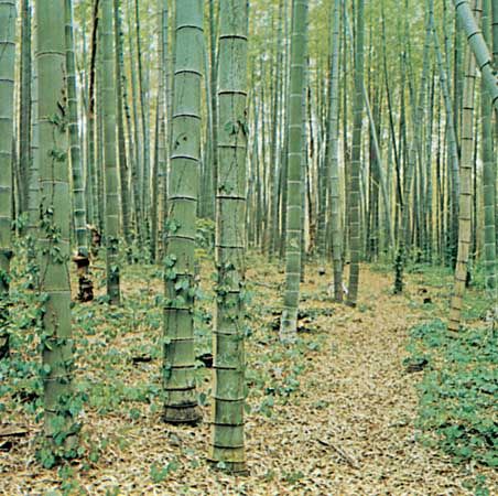 bamboo