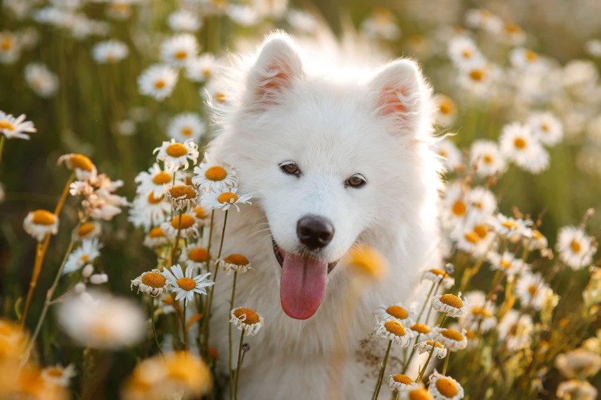 samoyed jaki szampon moze dla dzieci