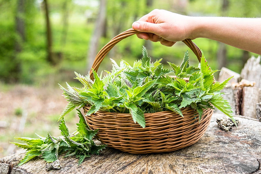 herbal care szampon ziołowy pokrzywa