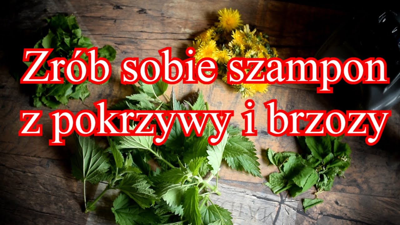 jak zrobić szampon z brzozy