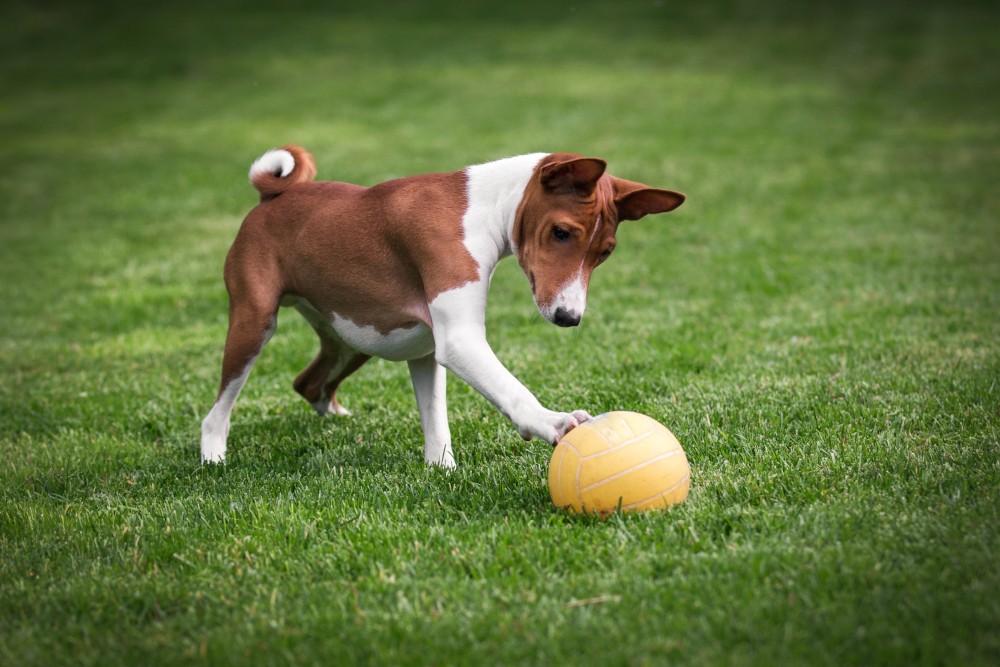 jaki szampon dla basenji