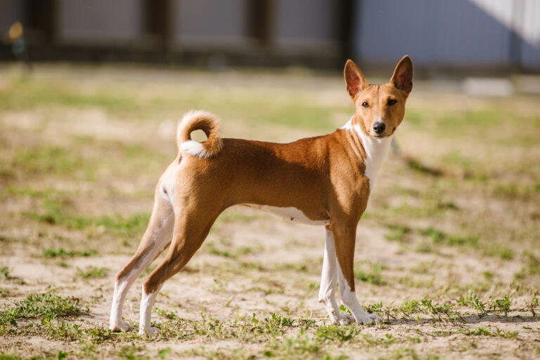 jaki szampon dla basenji