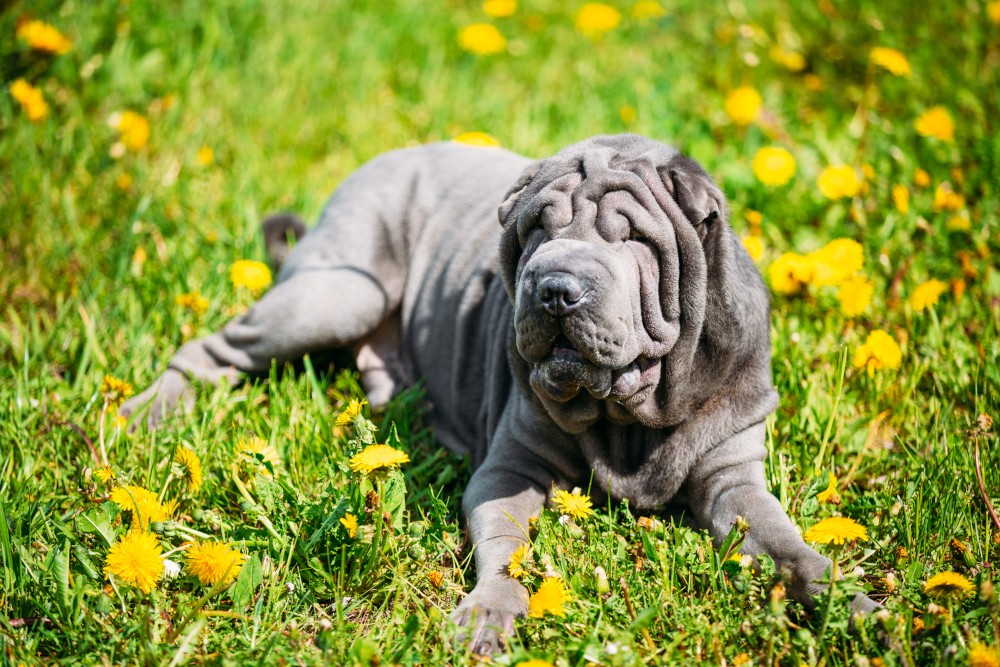 jaki szampon dla shar pei