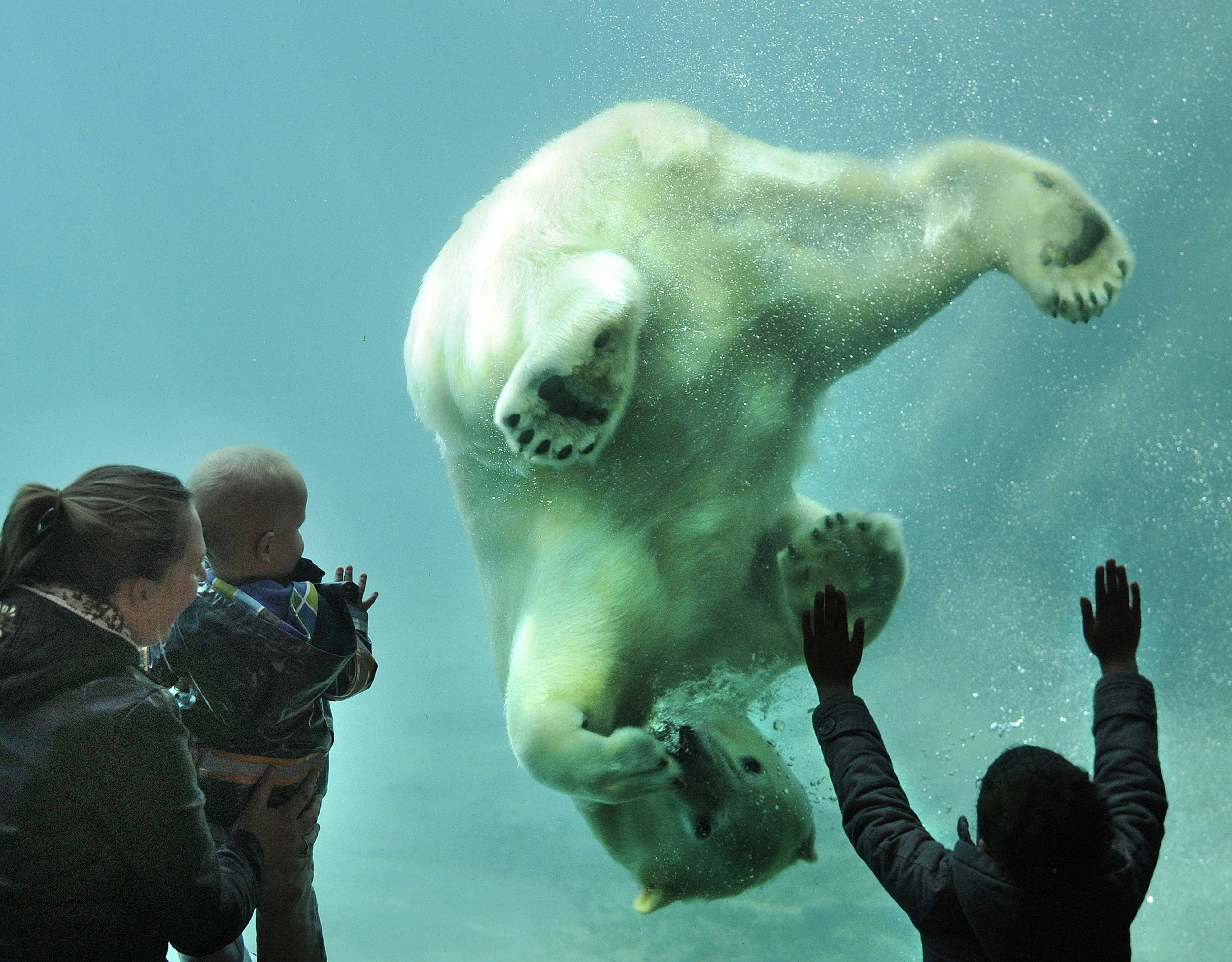 Małe holenderskie zoo 4488