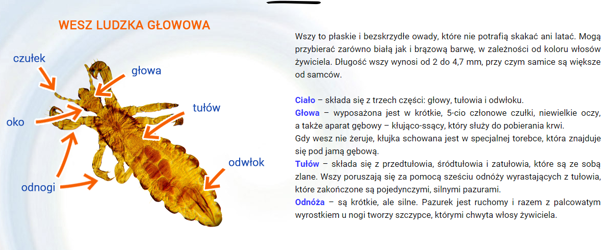 odżywka do włosów na wszy forum