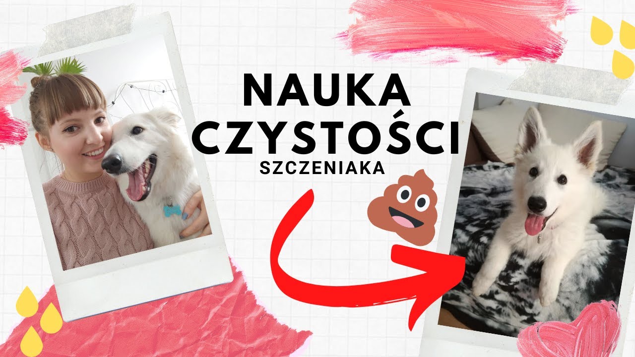 pieluchy do nauczenia psa czystości pokaż filmik