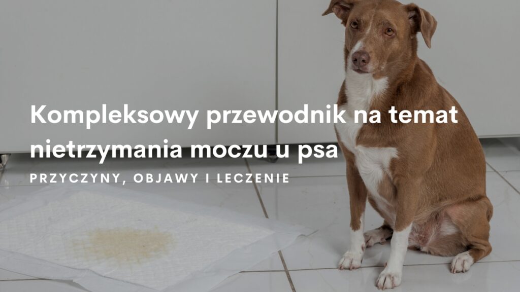 pies nie trzyma moczu pampers