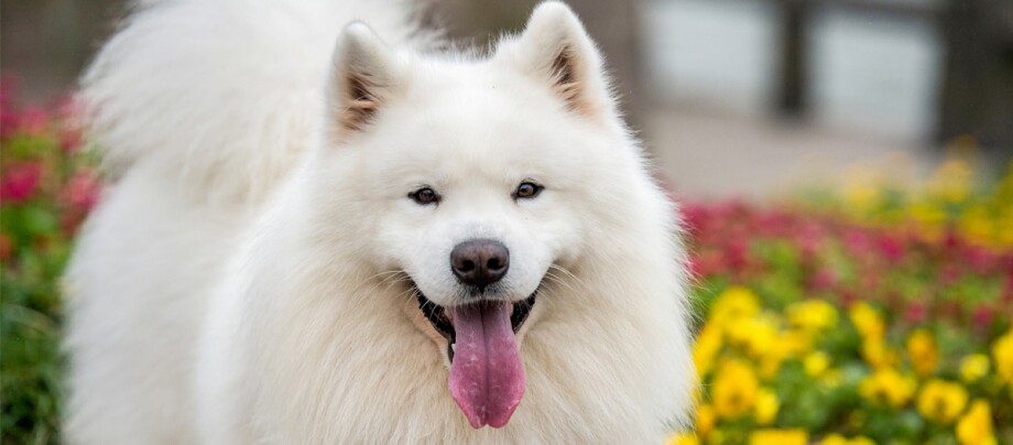 samoyed jaki szampon