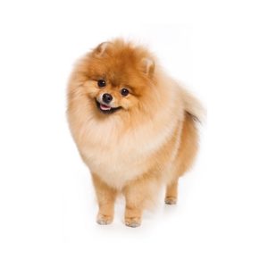 szampon champion pomeranian