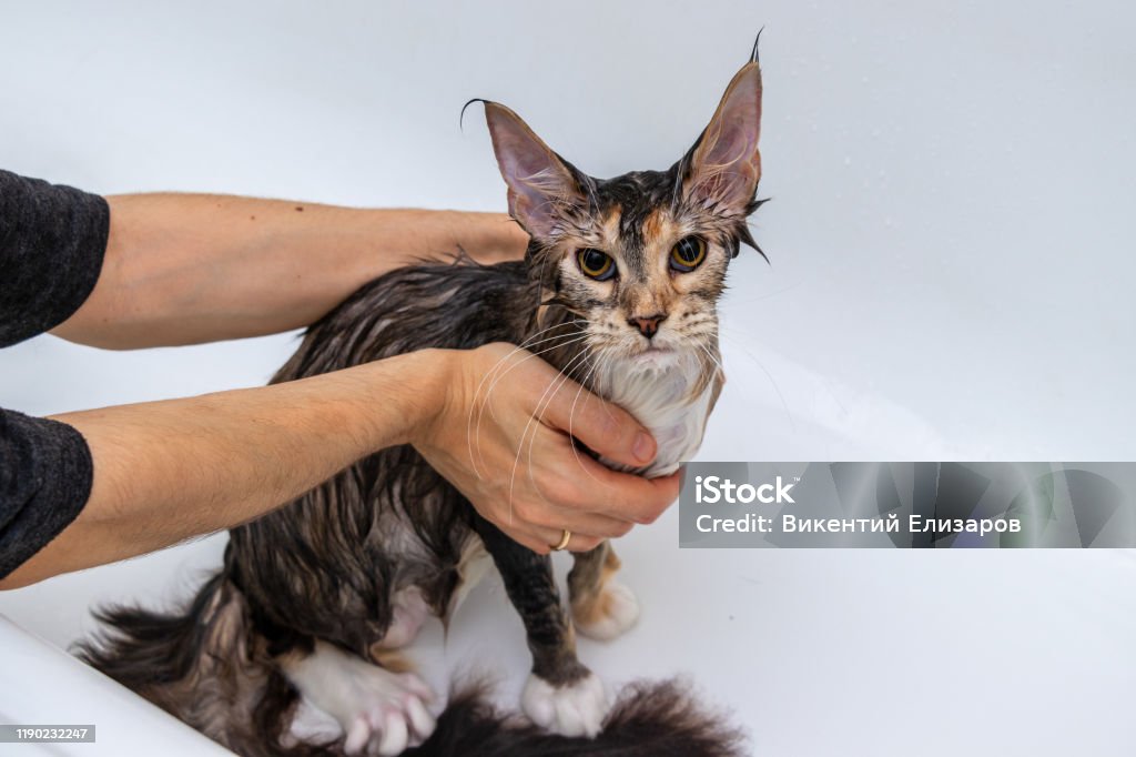 szampon maine coon