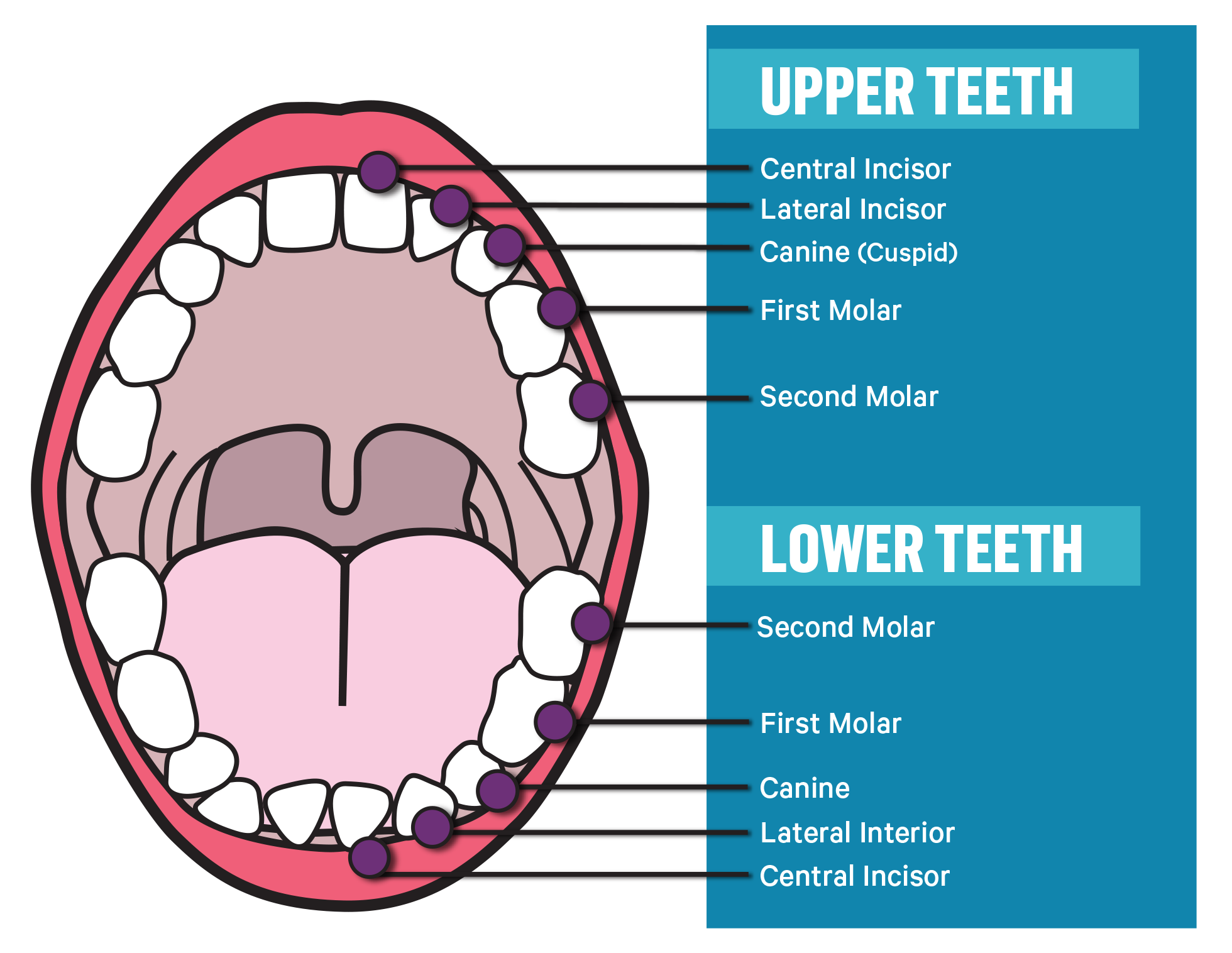 Teeth